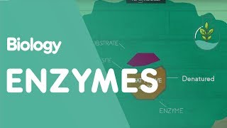 How Enzymes Denature  Cells  Biology  FuseSchool [upl. by Llib]