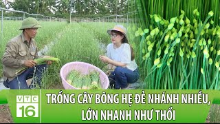 Bí quyết trồng cây bông hẹ đẻ nhánh nhiều lớn nhanh như thổi  VTC16 [upl. by Chaffee855]