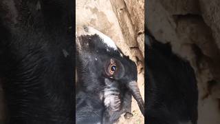 Enterotoxemia  ETV  in Goat  Fatal Disease disease goat diagnosis shortvideo shorts [upl. by Tlihcox]