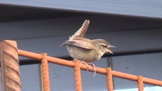 Eurasian wren in ancient folklore  The Wrens Mating Call [upl. by Akemahs]