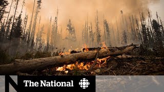 The environmental impact of wildfires and climate changes role [upl. by Elletsyrc]