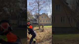 martinheljevedse arborist [upl. by Brittney]