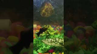 fish blackmolly guppy mollyfish aquarium betta petfish bettafish petsvlog explore new 🐢 [upl. by Rima]