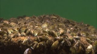 Minnesota Waters At Risk  Aquatic Invasive Species [upl. by Mccallum]