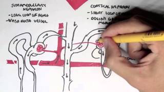 Nephrology  Kidney and Nephron Overview [upl. by Hanauq980]