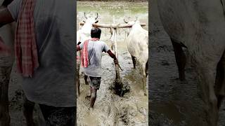 Land Preparation for Transplanting Paddy shorts [upl. by Otnicaj]