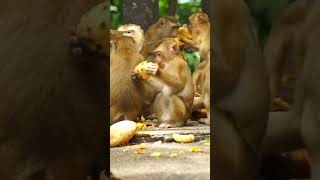 The Fascinating World of Monkeys From Mischievous Mammals to Intelligent Primatesprimates monkey [upl. by Irmo487]