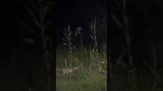 Scary Creature Caught on Camera ScaryExplore Shorts [upl. by Ahsertal]