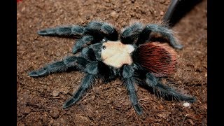 Brachypelma Albiceps Has Moulted With Time Lapse Flip Over [upl. by Granny311]