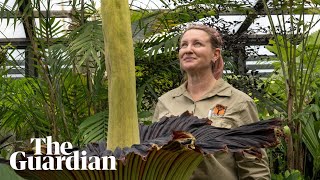 Geelongs corpse flower blooms A horrific smell [upl. by Malim]