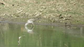 MVI 0009 Common Greenshank DehradunRajaji 151124 [upl. by Anirahtak]