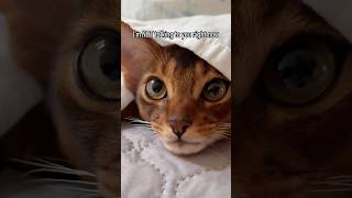 That’s ILLEGAL 😤 Funny abyssinian kitten abyssinian catshorts fypシ゚viral catlover [upl. by Ecnatsnoc255]