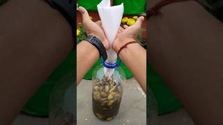 Banana peel fertilizer  Homemade fertilizer [upl. by Hallock768]