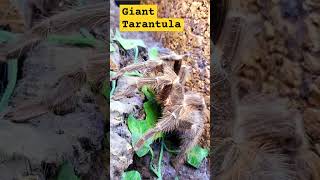 🕸😲💯😲🕸GIANT BRAZILIAN TARANTULA🕸😯💯😯🕸 giant tarantula nature wildlife [upl. by Hegarty117]