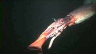 Crazy Killer Cannibalistic Squids attack each other [upl. by Mure]