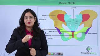 Class10th – Pelvic girdle  Locomotion and Movement Hindi  Tutorials Point [upl. by Dickinson]