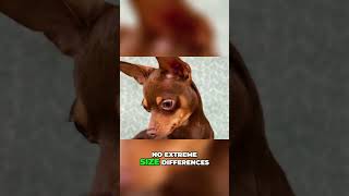 Meet the Smallest Dog Breed  The Russian Toy Terrier [upl. by Davenport]