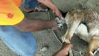 Goat castrationmale goat castrationHemram Pig Farm Siliguri [upl. by Alleris]