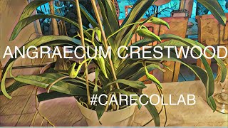 ANGRAECUM CRESTWOOD collabcare angraecumcare [upl. by Noloc]