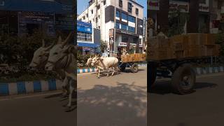 RACING BULLOCK CART [upl. by Mcbride393]