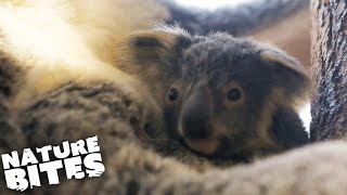 How Does a Koala Give Birth  Amazing Animal Babies  Nature Bites [upl. by Etterraj73]