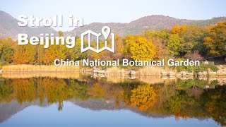 Stroll in Beijing—China National Botanical Garden [upl. by Lewison]