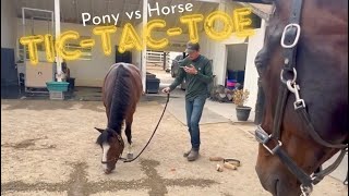 Pony vs Horse in a game of tictactoe Pick your winner before the game horse pony [upl. by Peedsaj769]