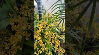 Orquídea Oncidium Sphacelatum plantasdecasa orquideas orchid flowers flores garden jardim [upl. by Sapers848]