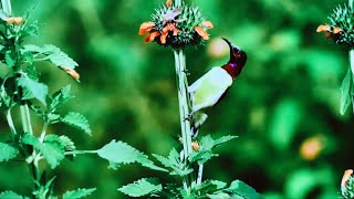 Purplerumped sunbird compact and dynamic design birds pollinate the flowers of many plants [upl. by Loralie]