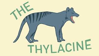 How the Thylacine Went EXTINCT [upl. by Ratcliffe]