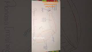 Diagram of phylumplatyhelminthes and phylum Aschelminthes [upl. by Omer354]