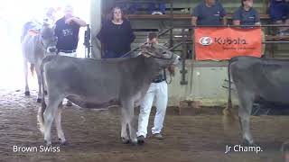 2024 OHIO STATE FAIR Open Brown Swiss Show Jr Champ4yr [upl. by Eb688]