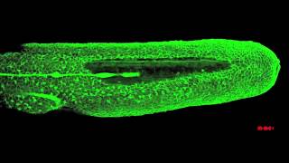 Zebrafish lateral line migration [upl. by Ralat708]