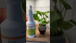 How To Get Rid Of Gnats On Your Indoor House Plants  Credit TikTokSheshopdealz [upl. by Adnyc]