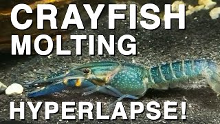 Crayfish molting  Full process in Hyperlapse [upl. by Nycila]