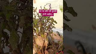 Tulsi ke bare mein jankari Ghar per kaun si Tulsi lagaen💯🔥✨💥 [upl. by Reinnej]