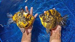 Supper High quality Goldfish in farm  Fish farm [upl. by Coster]