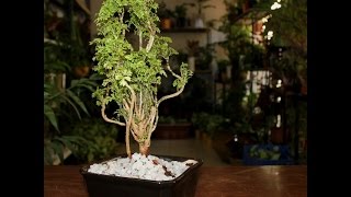 Ming Aralia Polyscias fruticosa Snowflake [upl. by Adham]