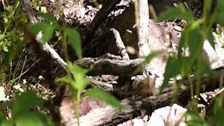 What is this Chipmunk nutting up about Whats under the log its on [upl. by Megdal405]