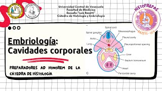 24 Historepasos  Embriología de las cavidades corporales mesenterios y diafragma [upl. by Terza]