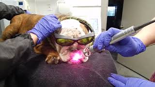 French Bulldog Deep Pyoderma Laser Therapy Dr Kraemer Vet4Bulldog Bully Specialist [upl. by Center]