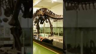 Animali preistorici più grandi al mondo 😱 Pt7 apatosaurus [upl. by Attekram]