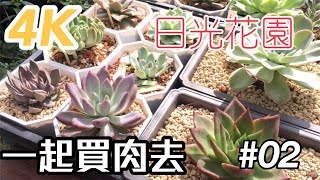 【一起買肉去】02 4K 日光花園 帶大家逛多肉植物園子 買多肉buy succulents together part 2 [upl. by Trager]