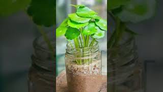 Plants grow in water gardening plants gardenplants houseplants plantspassion shorts viral [upl. by Matusow808]