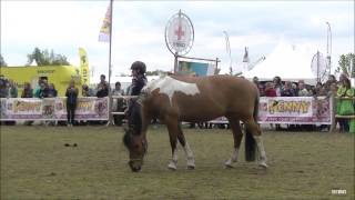 Felinehoi amp Haar Pony Marley Animal Event 2017 [upl. by Anitram]