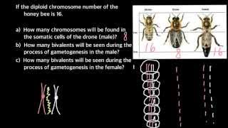 Haplodiploidy easy explanation [upl. by Paehpos156]