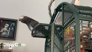 Merlin the cheerful and talkative Timneh African grey parrot [upl. by Kirch]