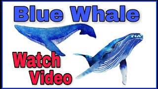 Blue Whale video of drawing very easy  The Blue Whale 🐋 color very easy  how to draw a Whale [upl. by Akiam388]