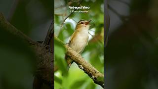 Redeyed Vireo cant stop singing birds [upl. by Ueihtam]