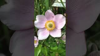 Herbst Anemonen garten [upl. by Swayder616]